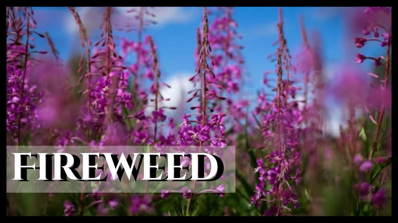 Fireweed